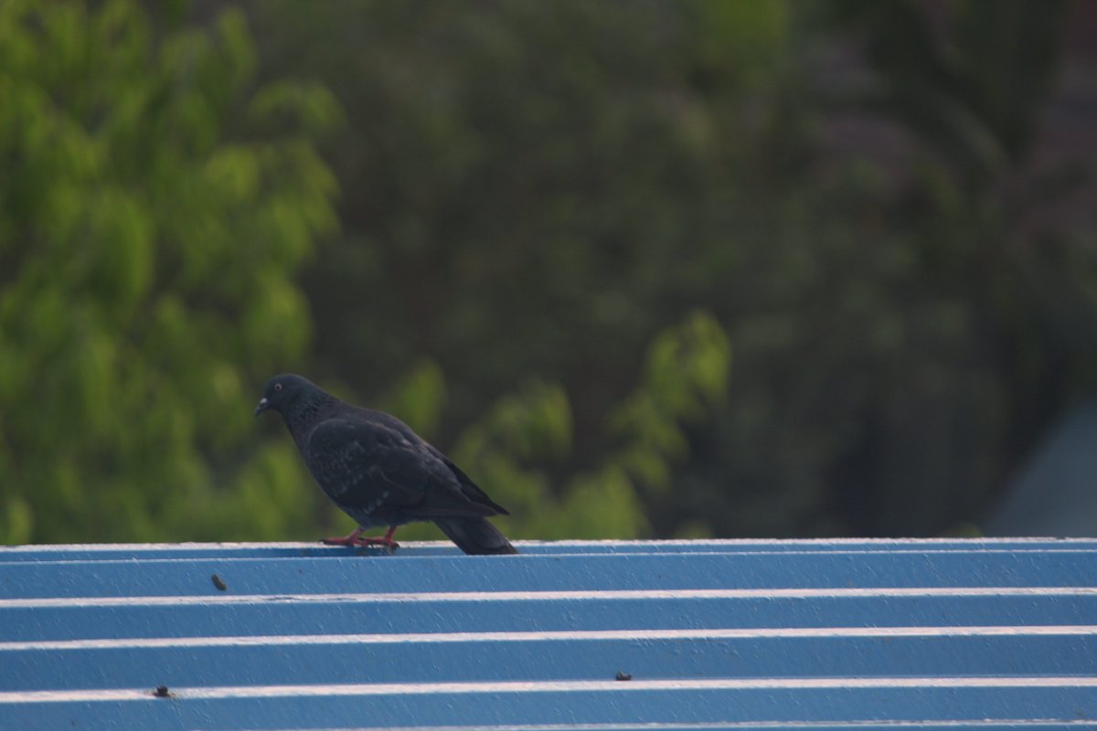 Raaghav_K's tweet photo. #BirdTheFeckAtHome #andamans https://t.co/IbfQimmJhJ
