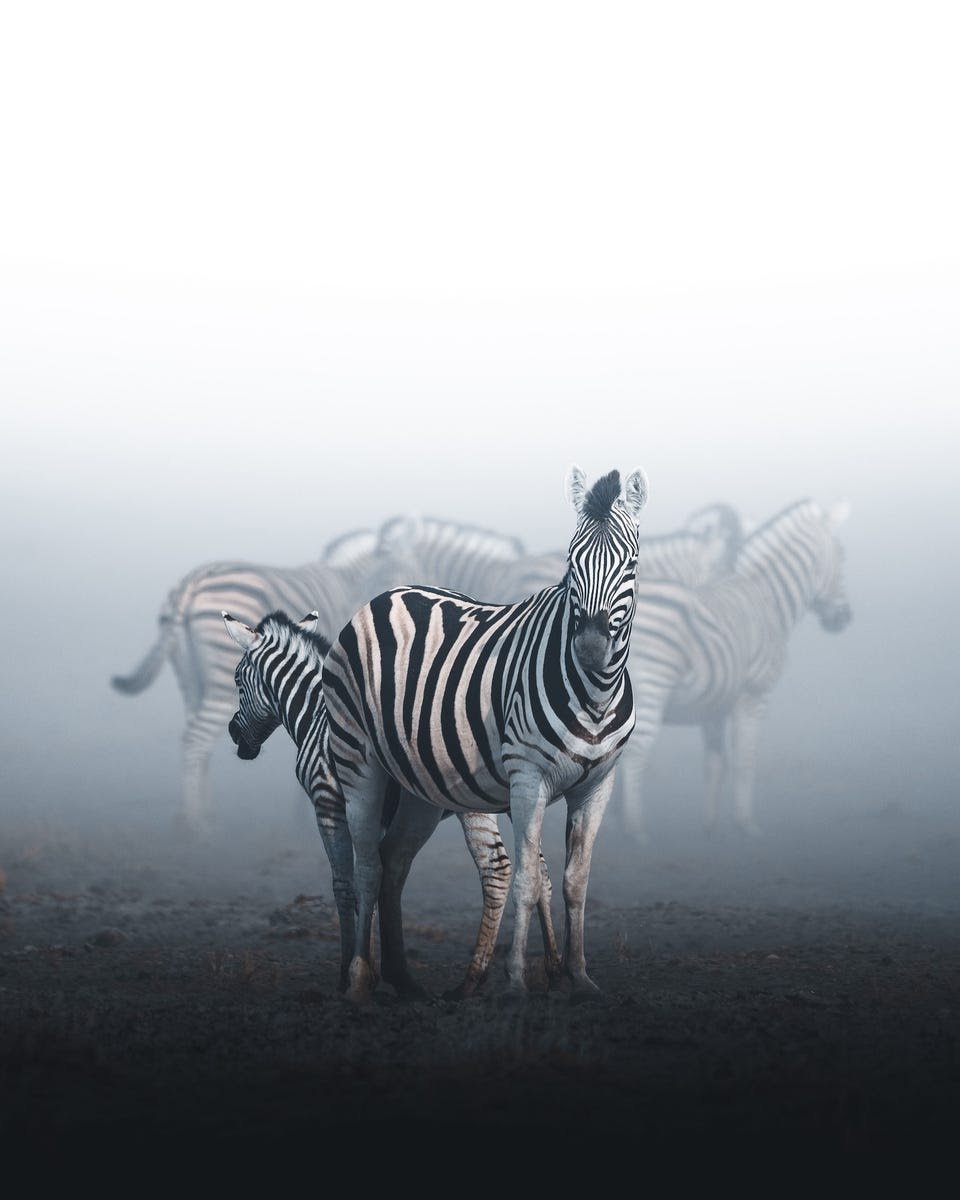 FaicDanish's tweet photo. "Faded" by Anskar Lenzen
#GoodMorning
#naturephotography #naturelovers #naturepulse #photographers #photography #animalsanctuary #animalsareamazing #natureishealing #nature #animals #wildlife #wildearth #photographer #PhotoOfTheDay #SundayMorning #MorningGlory #GoodMorningWorld https://t.co/iNvOgbqedW