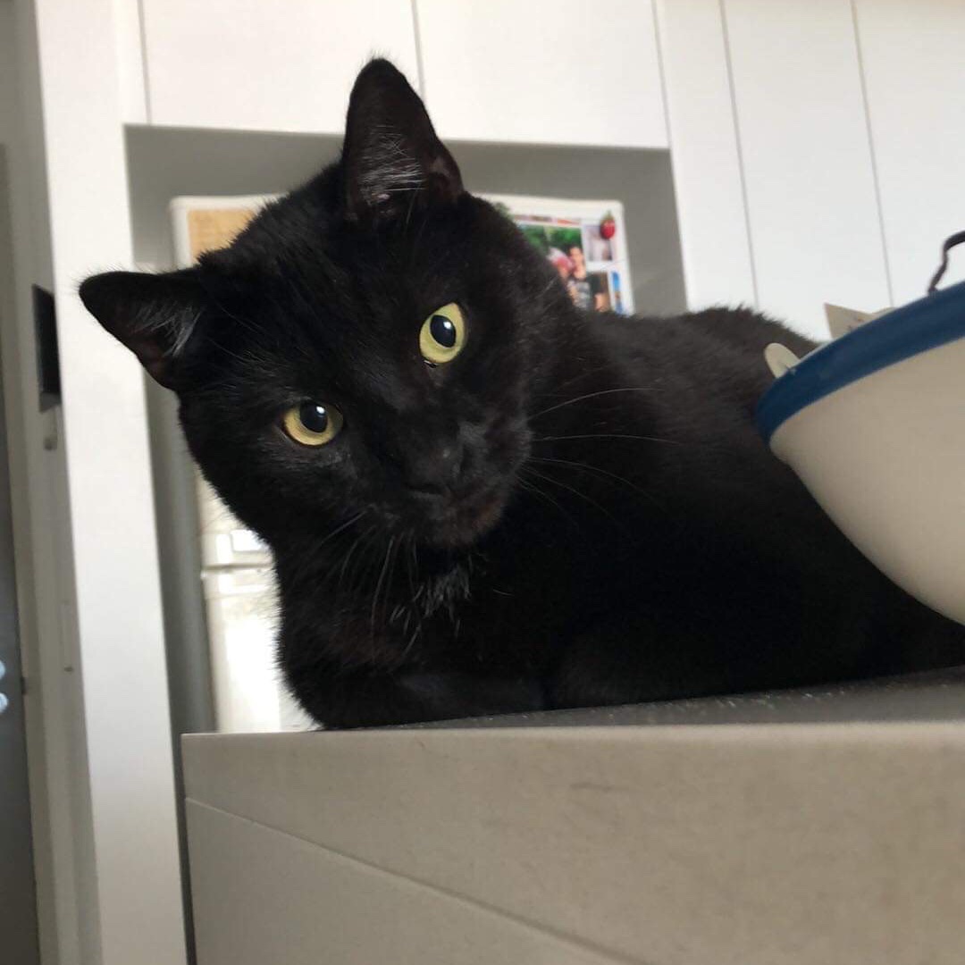simplyus6's tweet photo. Hey everyone - we have just recorded our first podcast whilst in #lockdownnz 

Can't wait to share it with you - in the meantime make sure to give us a follow and here is a picture of our cat!

#podcast #follobackforfolloback #couplegoals https://t.co/M34Rtkq0dQ