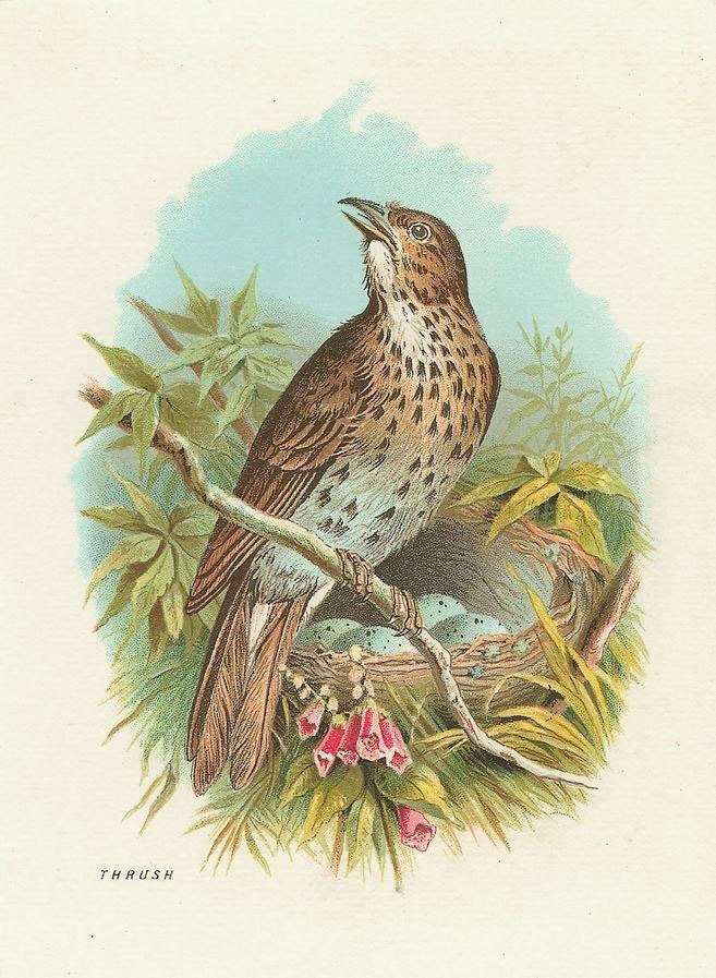 Littledream フリー素材 かわいい鳥さんのイラスト アンティーク ヴィンテージ アンティーク イラスト ヴィンテージ パブリックドメイン 無料素材 無料画像 鳥 Bird T Co U94vtedgos T Co Tklqdgvnjf Twitter