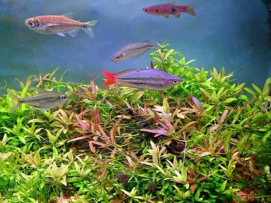 赤虫 この水槽 こんな感じに水草で埋め尽くすので石や砂は殆ど見えなくなる予定なんです この時は砂が大きすぎてヘアーグラスが 抜けるわ 汚れで汚くなるわで思うようにいかなかった