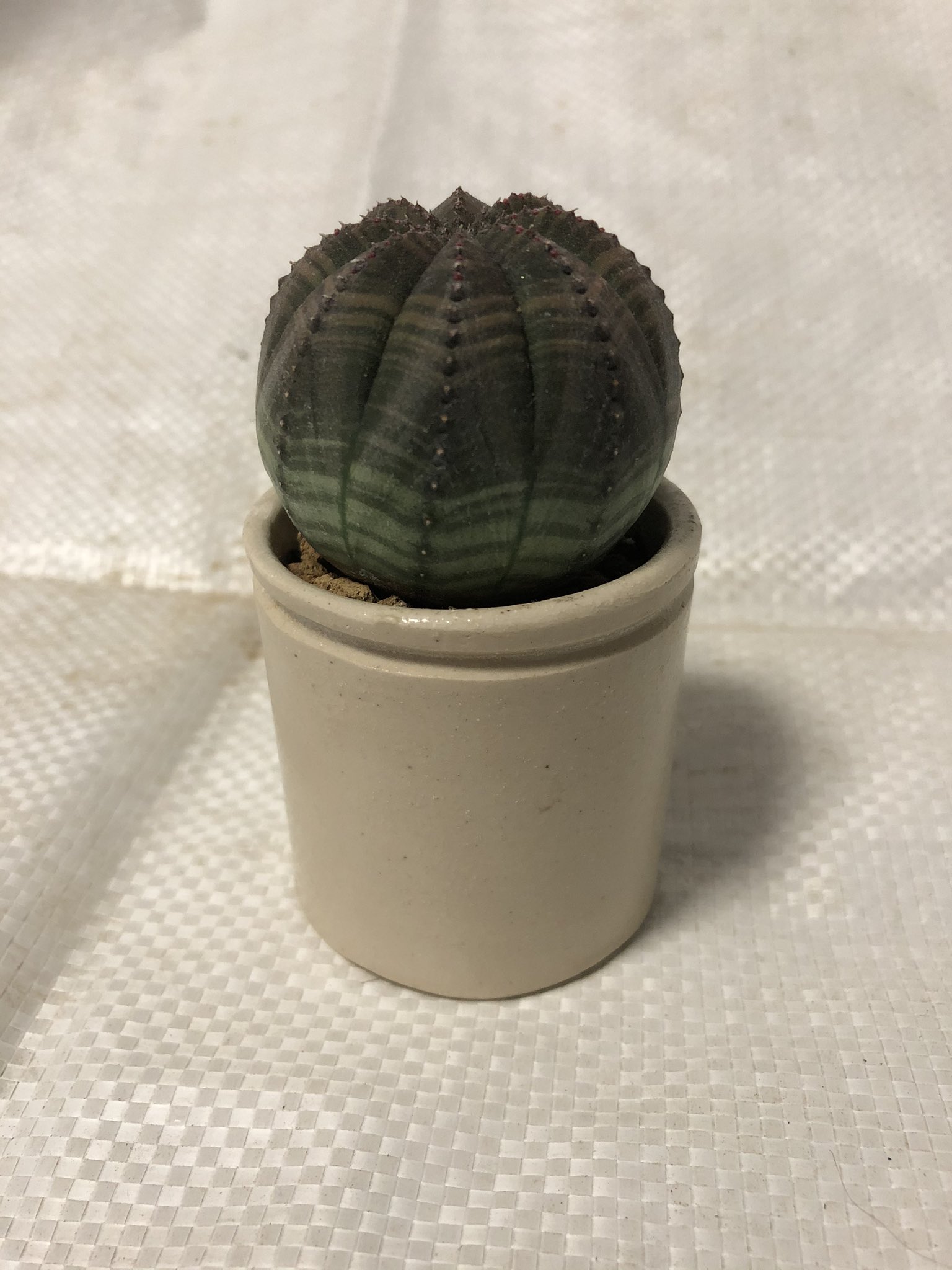 スラリンりん 植え替え サボリ気味でしたが さすがにオベサさんは限界だったので 植え替えました 毎回疑問なのは ユーフォルビア系は根を切ると毒性のある白い液体が出てきますが 根の整理を積極的にするのが正しいのかどうなのか 多肉植物