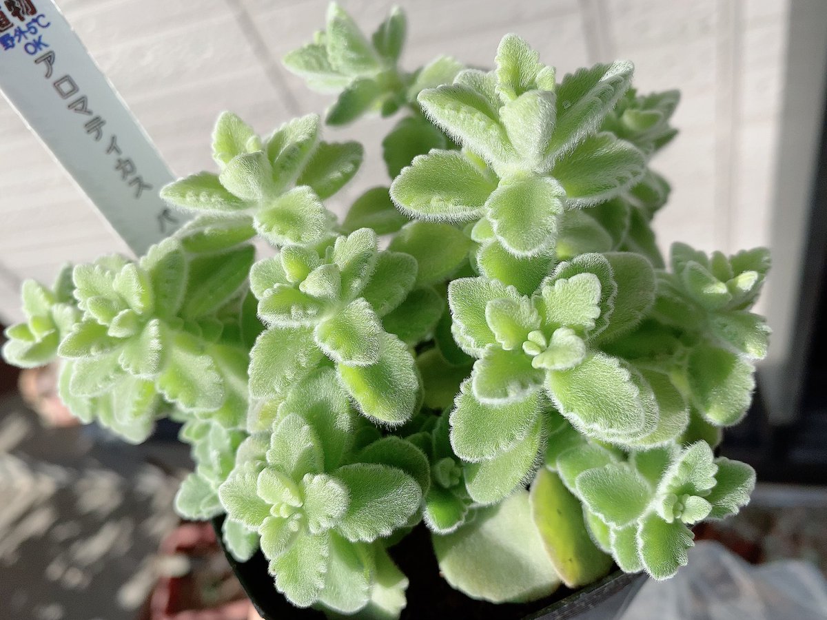 紫ねこあむち お花素敵 アロマティカスパステルミント買っちゃった このお花も一目惚れ 紫ねこあむち お花素敵 アロマティカスパステルミント買っちゃった このお花も一目惚れ