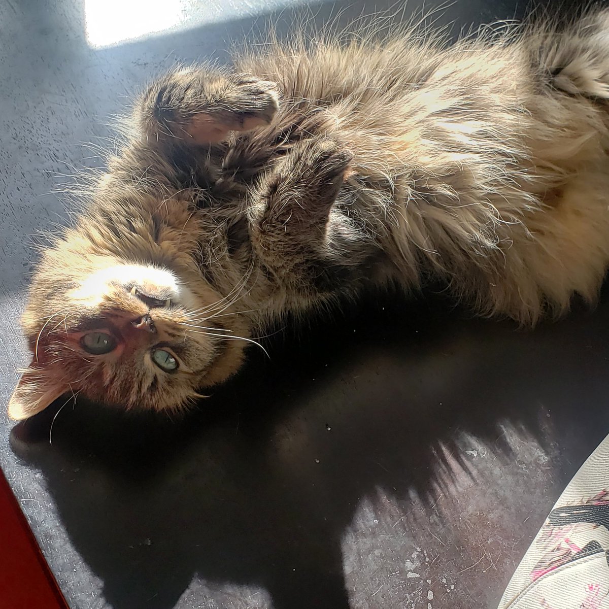 JesseLeduc's tweet image. #Jayne Cuz Jayne Eh Yallll!!! #LeDucats #Cats #Daughter ❤