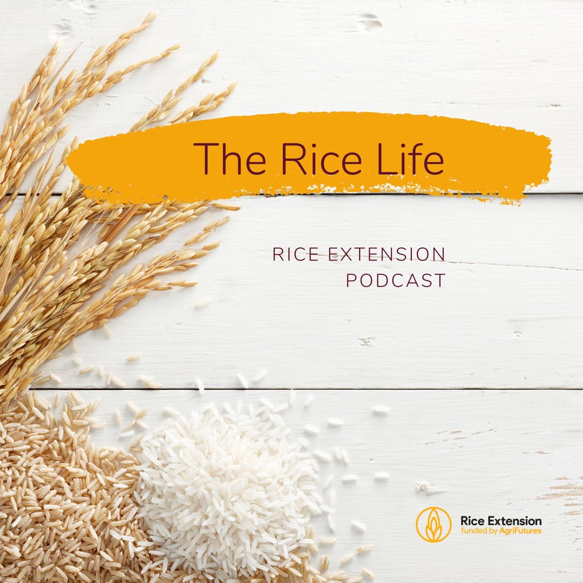 Podcast release coming this week 'The Rice Life' your fortnightly updates on the latest information in Rice R&amp;D, grower updates and what the RE team are up to!! Stay tuned for more info 🌾🌱
#thericelife #riceextension