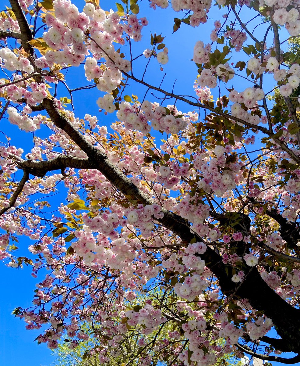 H 松月桜 Etiketa Sto Twitter