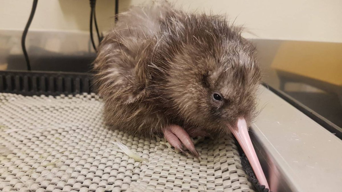 birdwriter's tweet photo. In case you missed it: 300th #Rowi #kiwi chick hatched in captivity. 600 birds in the wild. Read more: https://t.co/XmcpwRFios #conservation https://t.co/8g0bS6gCsS