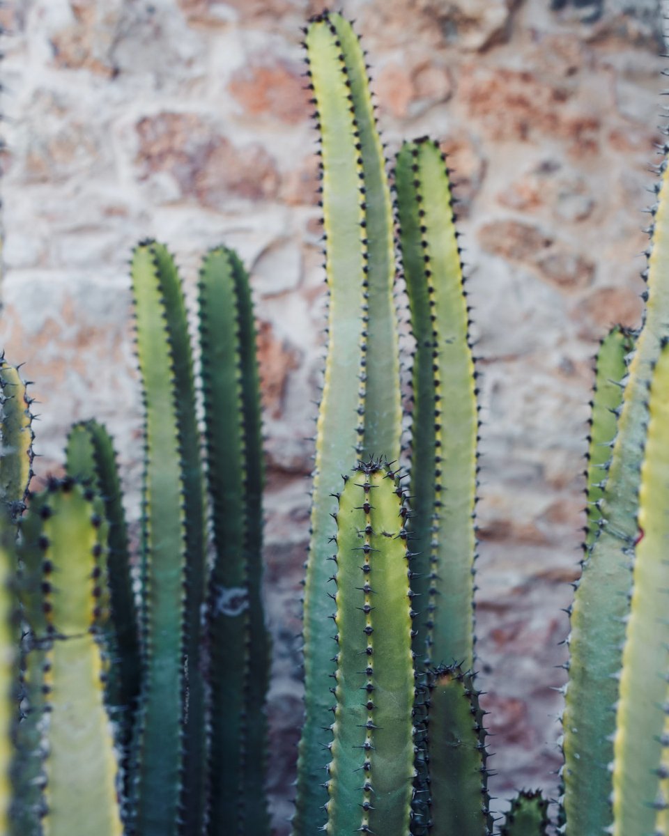 PureHouseIbiza's tweet photo. Just like the human spirit, our cacti is hardy, tough, strong and beautiful. And just as this prickly wonder continues to rise with every season, so too will our community around the world. We look forward to welcoming you when the time comes. https://t.co/L1Rxamgk8s