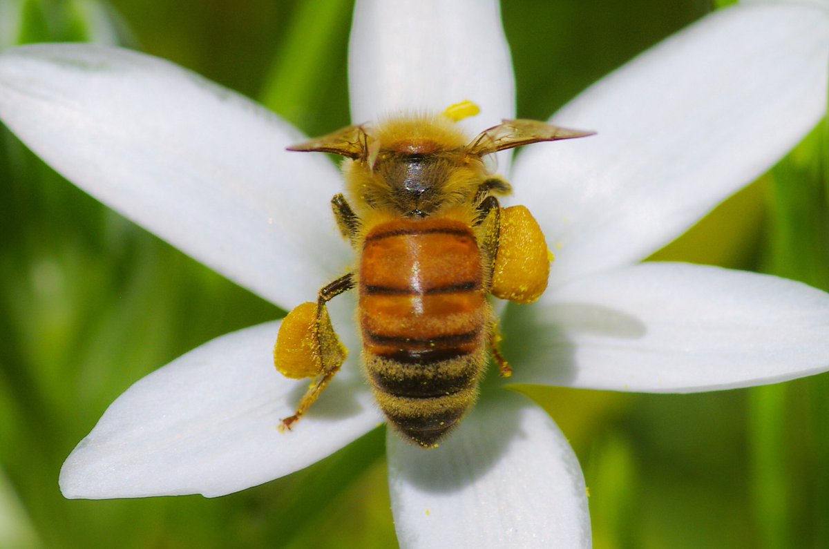 秋山あゆ子 V Twitter でっかい花粉団子つけたミツバチ 飛ぶのも重そう 後ろ脚に花粉を溜め込む専用カゴを標準装備している すごい仕組