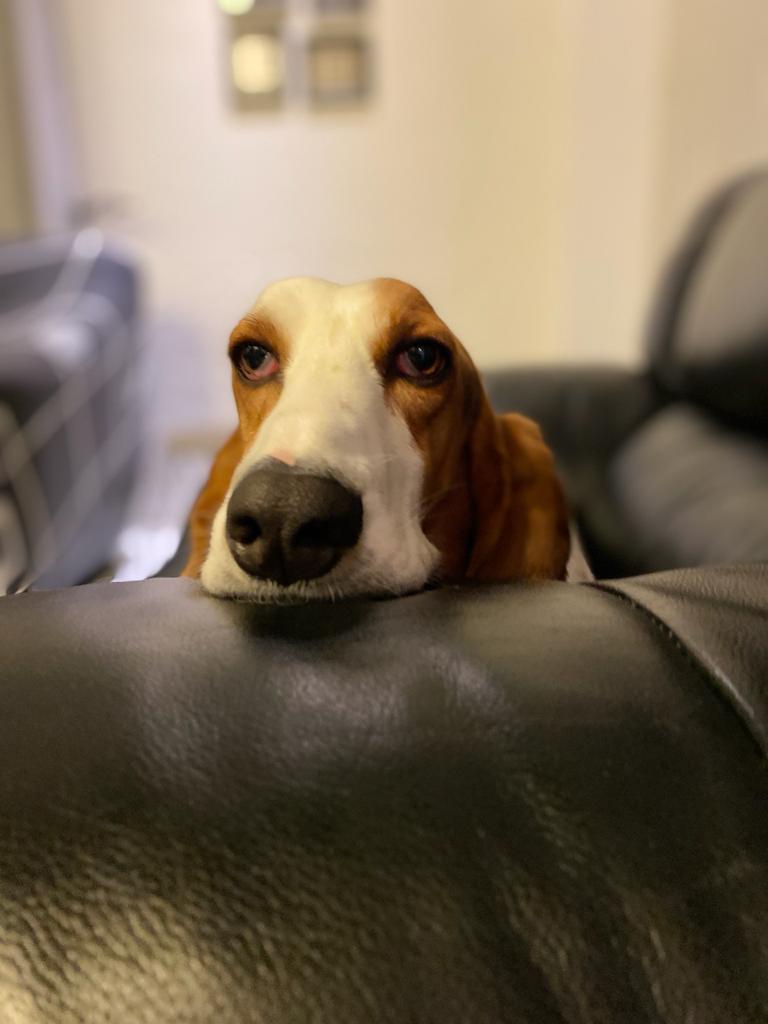 Watching our every move 😂😂  #maddog #rescuepuppies #Milo #MiloDog #sabassetadoptions