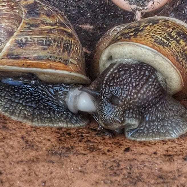 Love is in the air....or in the plant pot in this case instagr.am/p/B_J7WbjH_-u/