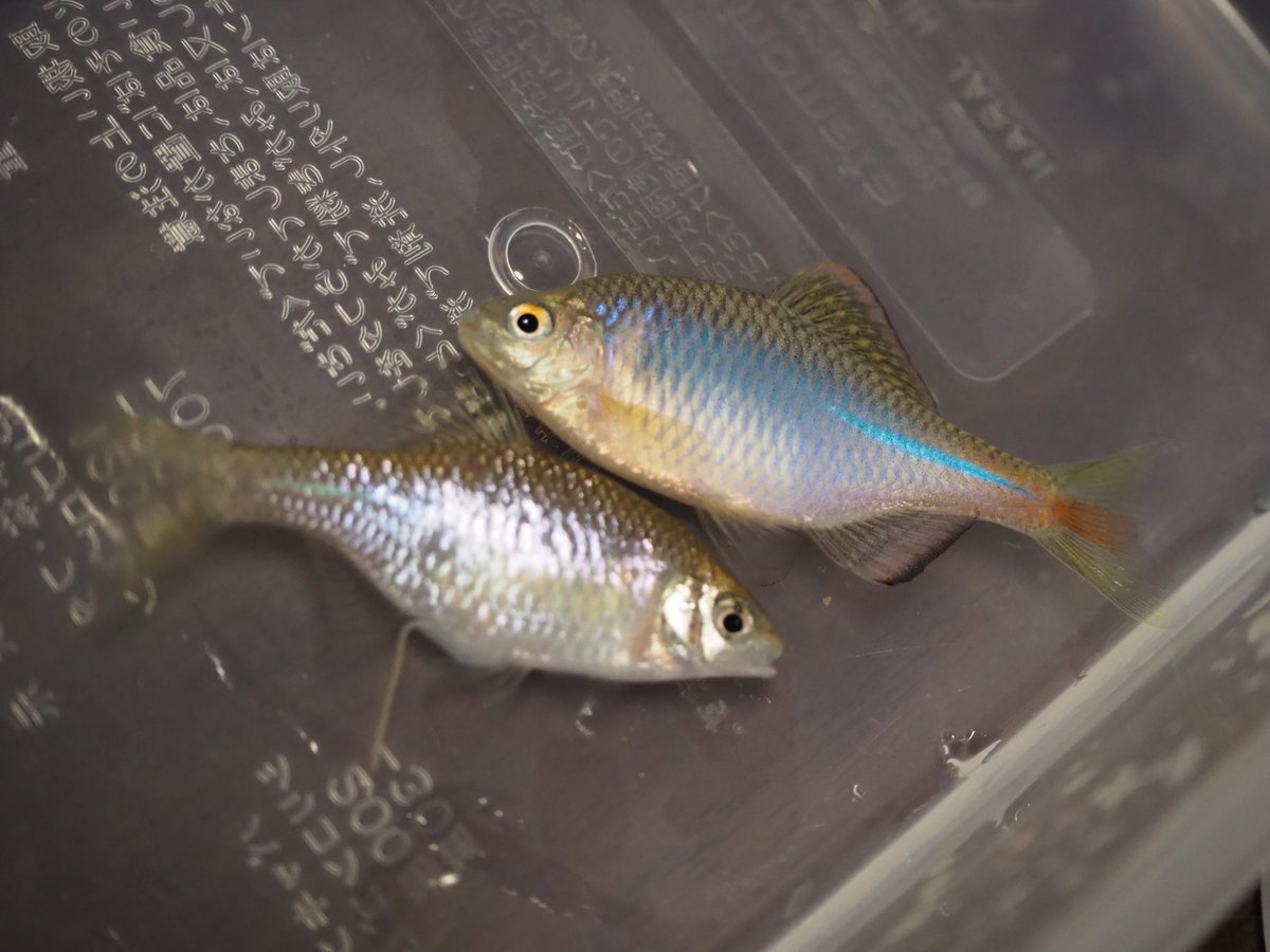 タナゴq タナゴか タナゴy Buy ZX Torsion 'White' - EE4791 | GOAT