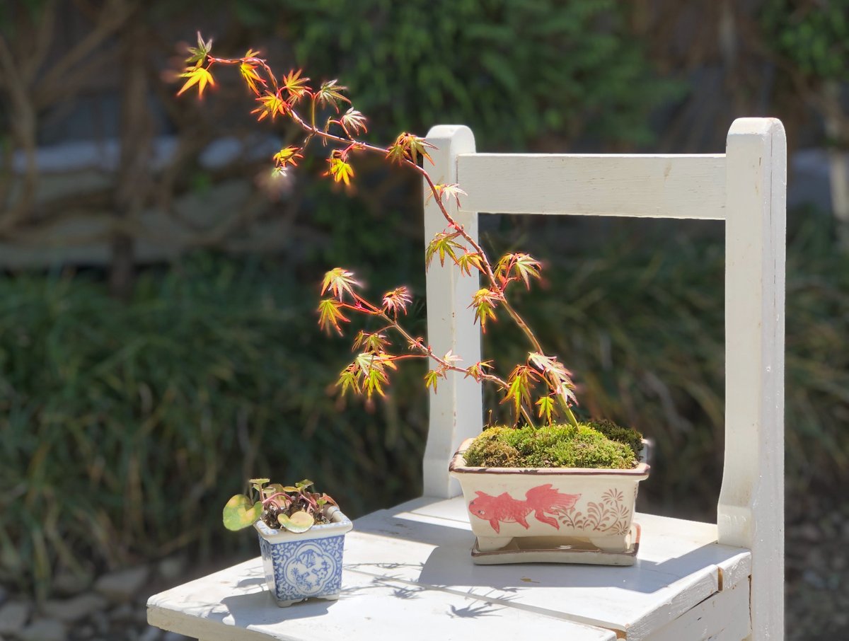 百万 百漫画 در توییتر 涼やかに 今月のテーマは 絵鉢を楽しむ盆栽 ということで お気に入りの金魚の絵鉢を 金魚に合う樹はなかなか思い浮かびませんが笑 水のイメージで流れのある軽やかなモミジを植えてみました ツイ盆展 盆栽 Bonsai