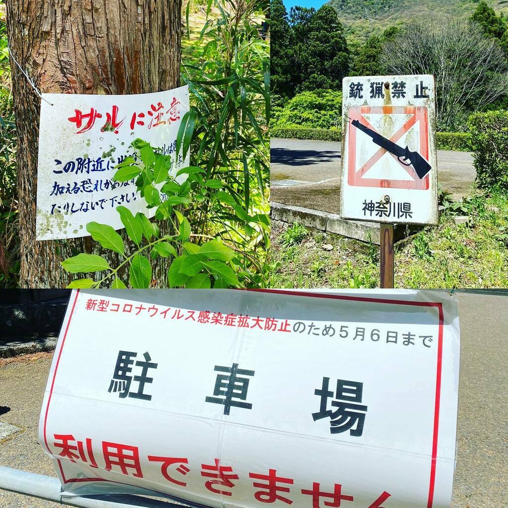 老杉洞のニホンザル群 県指定天然記念物 小豆島町