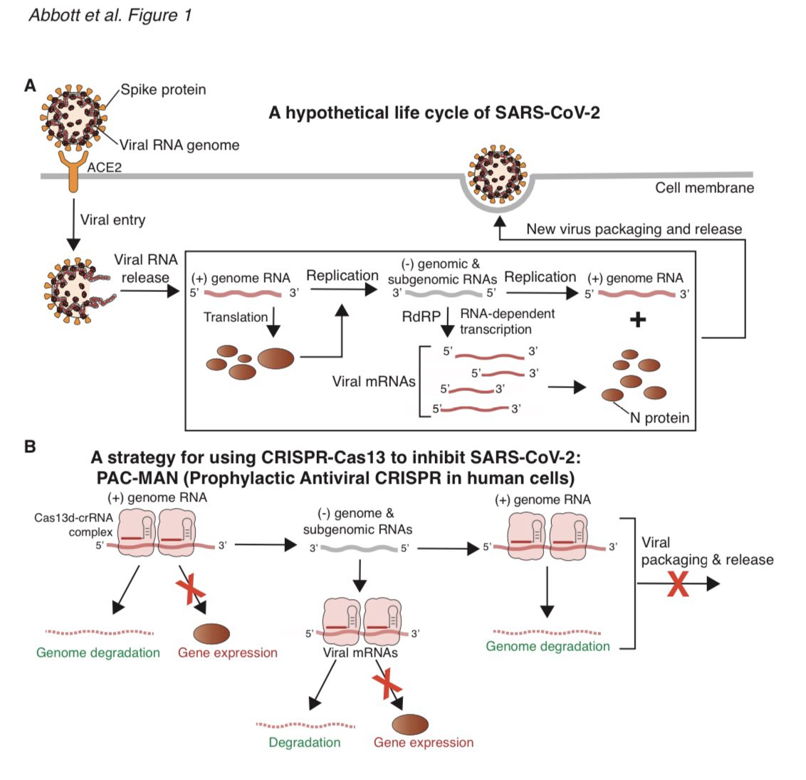 ghotamis's tweet photo. Klasik ilaç arayışlarına alternatif: Bakterilerin virüslerden korunmak için kullandıkları Crispr-Cas13 sistemi SARS-CoV2’ya karşı kullanılabilecek, heyecan verici ve hızlı ilerleyebilecek bir yöntem. https://t.co/ex4KVV24iZ https://t.co/mccyenKGMH