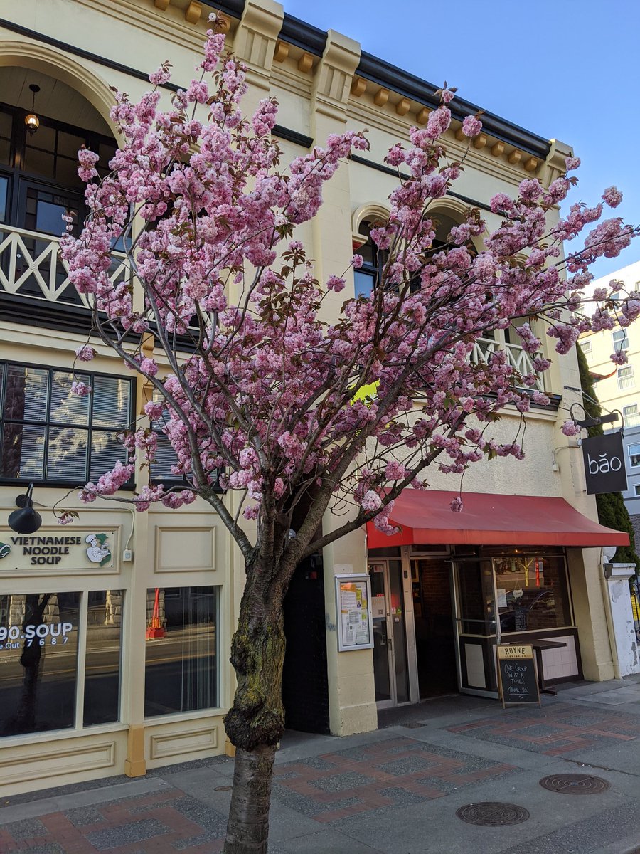 Ventured into eerily empty Chinatown on this gorgeous evening for some takeout from one of our fave places (Bao). Appreciated the exceptional food and super safe process #SupportLocal #yyj #avoidingpeople