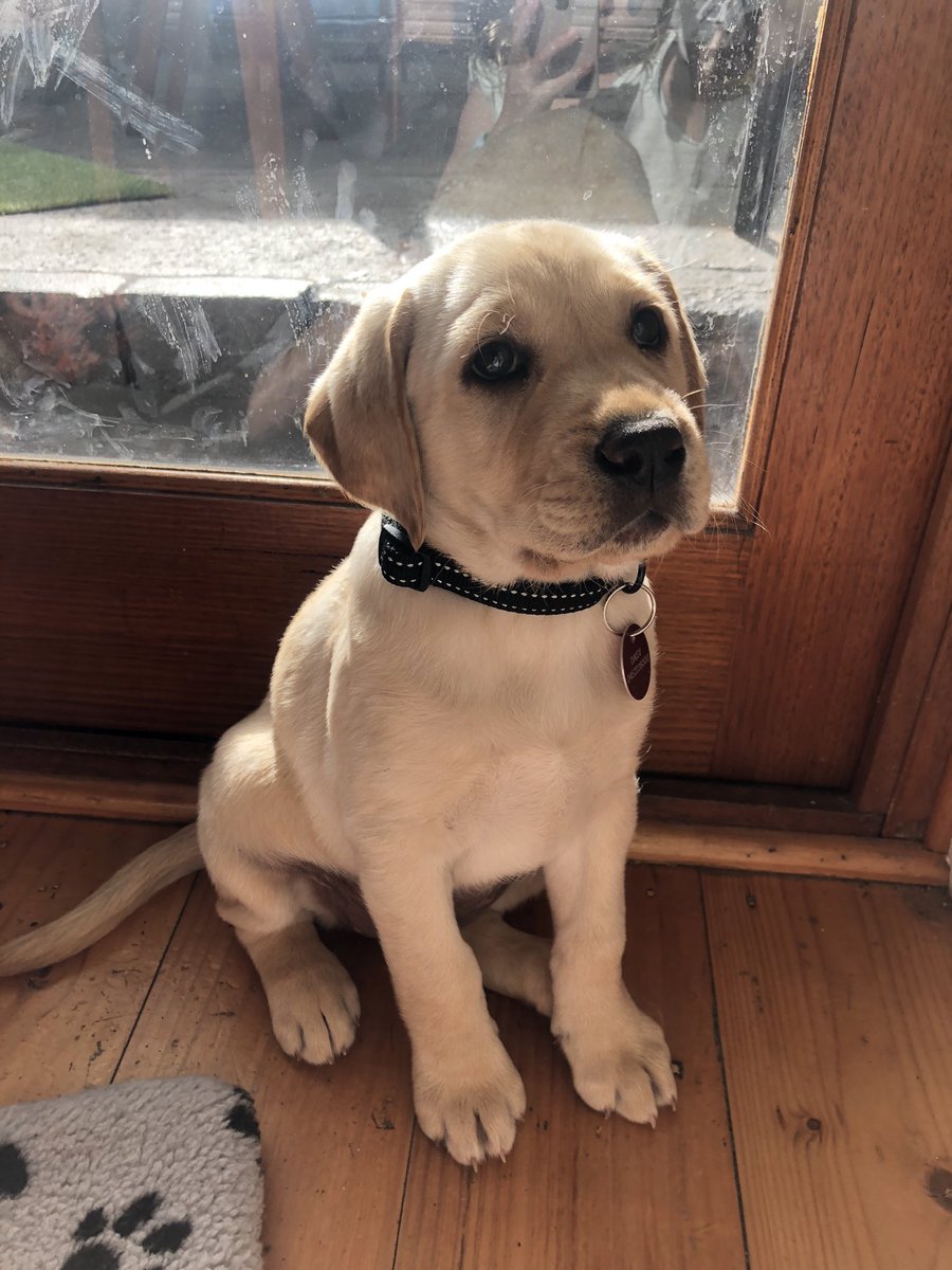 KristyMayr7's tweet photo. DOG-NAPPED: 10 week old Daisy has been stolen from her backyard in #Kensington.. She was a bday present for a 7 year old girl, who is devastated. The family is begging for whoever took her to return her. $1000 reward... ⁦@7NewsMelbourne⁩ https://t.co/eCWHGq3IAE