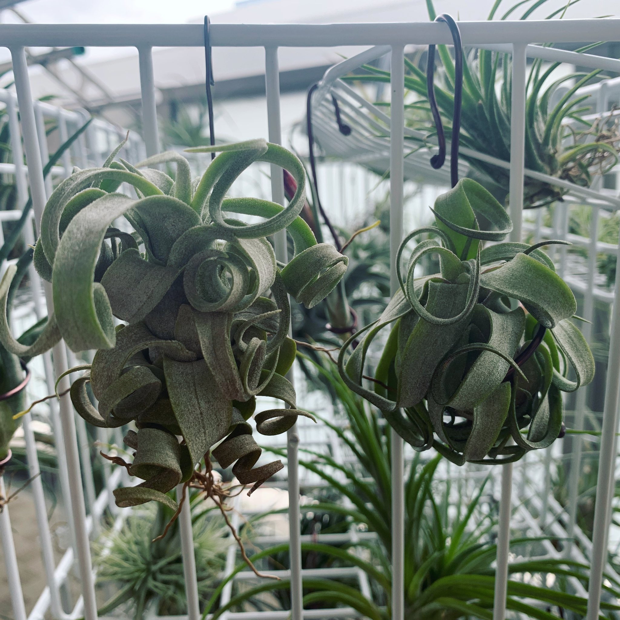 Youichi N S A C チランジア ストレプトフィラ Tillandsia Streptophylla 左がホームセンターで買った南紀グリーンハウス産で 右がエコロジープランツ産のseedingタイプ 形に個性があって面白い Tillandsia チランジア エアープランツ エアプランツ