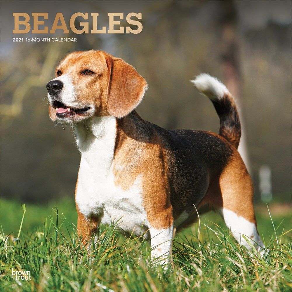 Are Beagles Affectionate Dogs