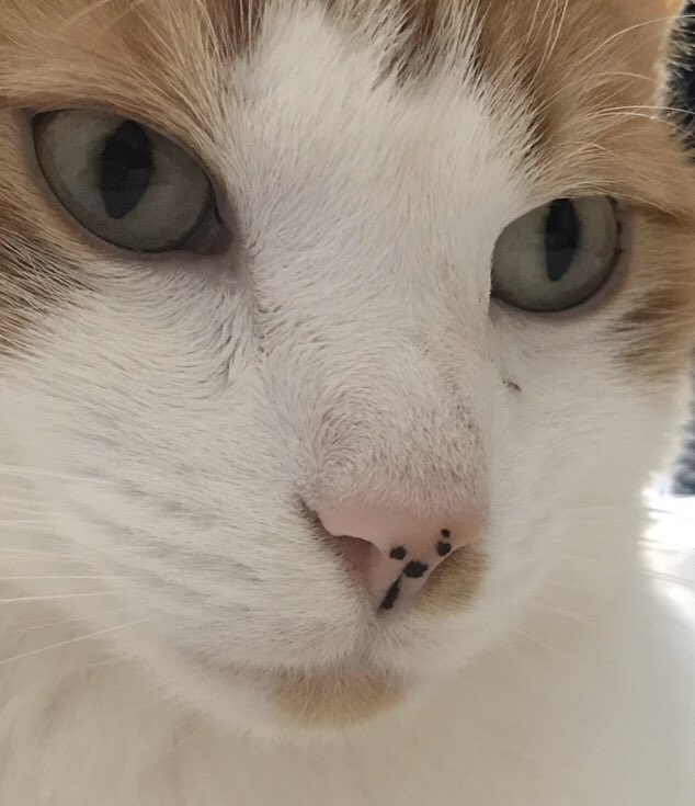 JacksonCallme's tweet photo. WHY NOT post our bare kitty noses to show support and love for our humans who must cover theirs 😷 😷Let’s show our bare kitty noses all week. #KittyNoseWeek Today here’s mine. show me yours #CatsOfTheQuarantine #CatsOfTwitter #cats #WFH #BostonHope https://t.co/k6D7NRUGUm