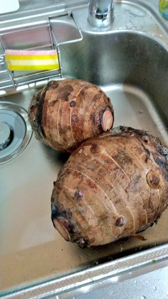 ট ইট র かえるのりんりん 茹でるとチョイと色が悪くなるのよね コロッケにしちゃえば気にならないかな セレベス 赤目芋 親芋