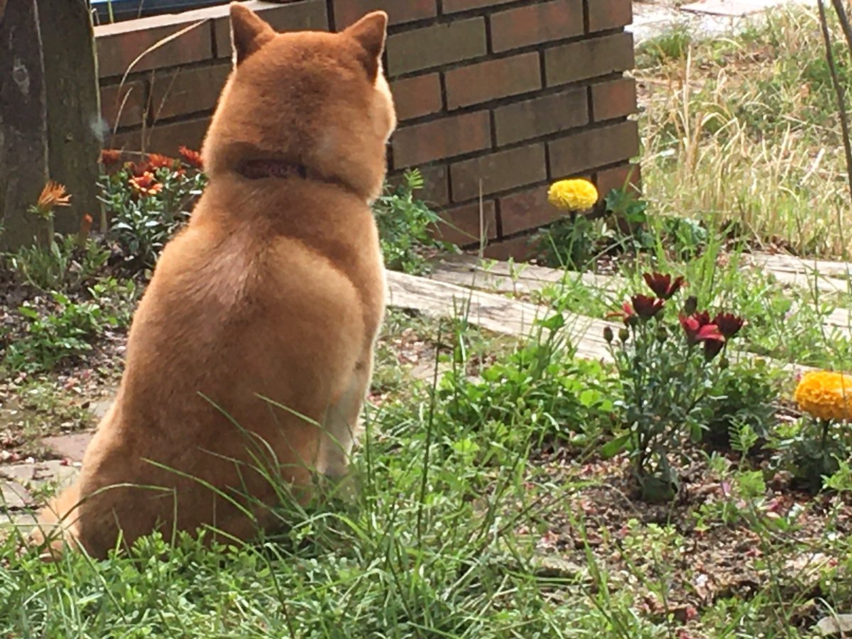 犬背中