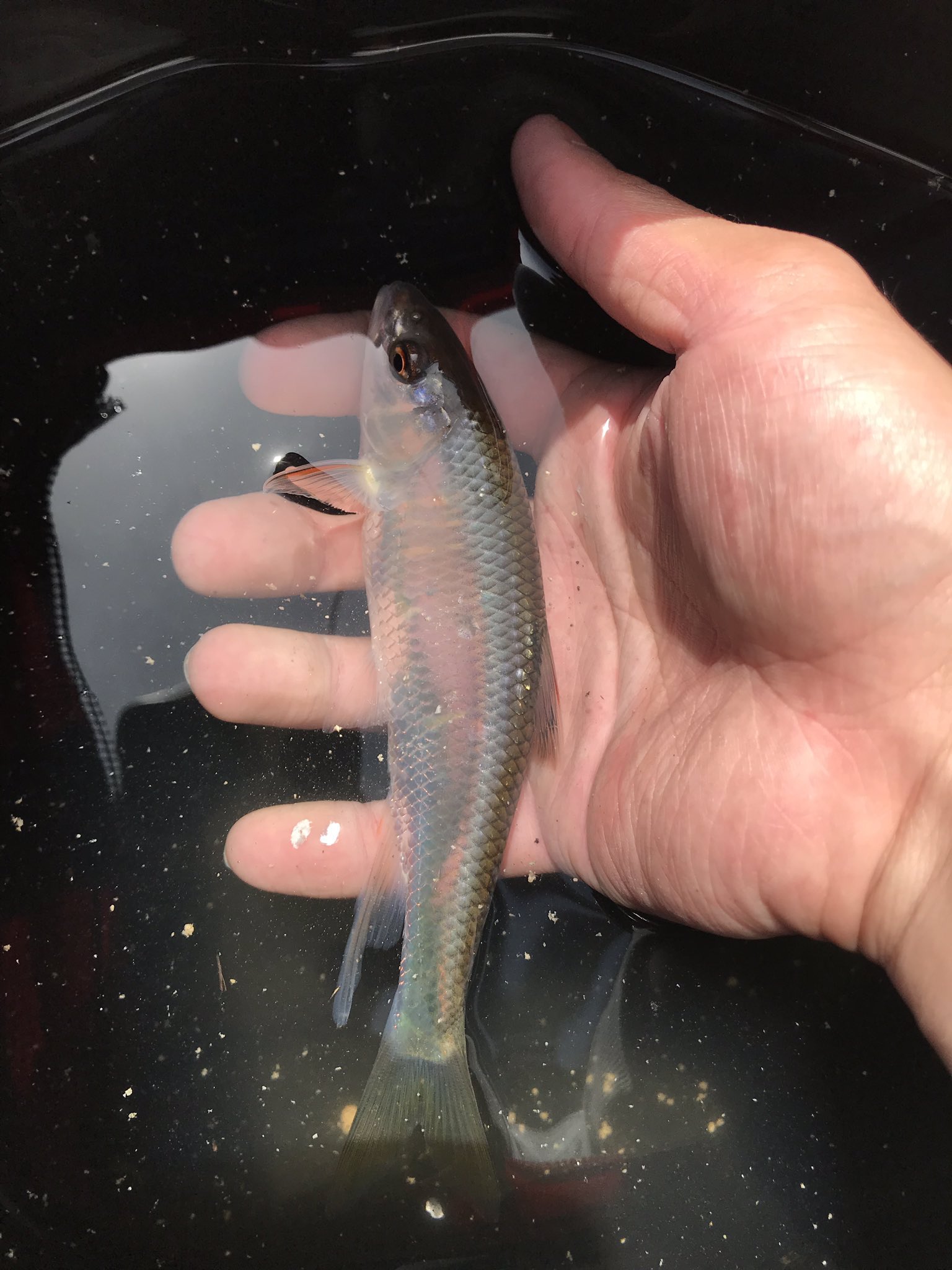 Twitter पर ゴリラ アクア 35 チュウガタスジシマドジョウ 京都の近場で獲れるので馴染み深い魚です ちょこちょこと餌を啄む姿は本当に可愛いです 採集時に網にエラの刺が引っかかるのは外すのに若干難儀します T Co 9qjdnezevh Twitter