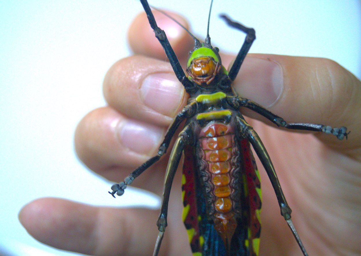 ラオス中部の蟲喰ロトワ むしくろとわ Byおいしい昆虫生活 100 アルゼンチンモリゴキブリ マダガスカルオオゴキブリに比べて小ぶりだが壁面を登らないので管理がラク 我が家の生ゴミ処理に活躍中 すこしゴキブリ臭さがあるが カラッと揚げると