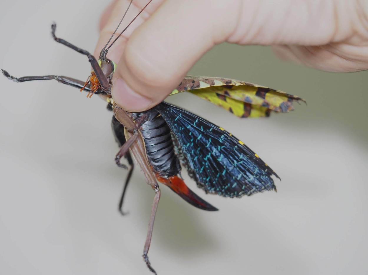 ラオス中部の蟲喰ロトワ むしくろとわ Byおいしい昆虫生活 100 アルゼンチンモリゴキブリ マダガスカルオオゴキブリに比べて小ぶりだが壁面を登らないので管理がラク 我が家の生ゴミ処理に活躍中 すこしゴキブリ臭さがあるが カラッと揚げると
