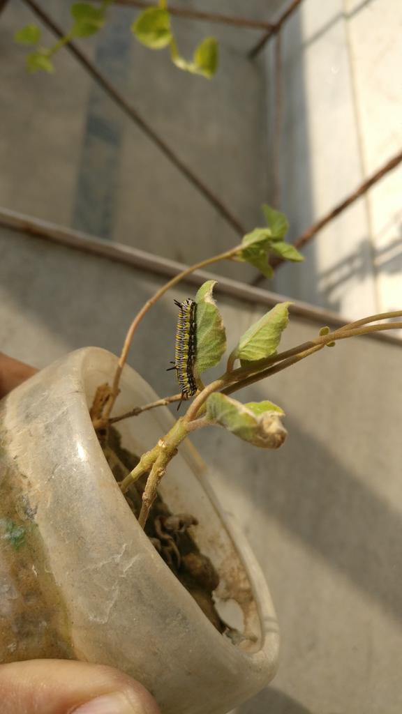 richhpal__singh's tweet photo. Save biodiversity #All4Earth https://t.co/EPA0m52SNs