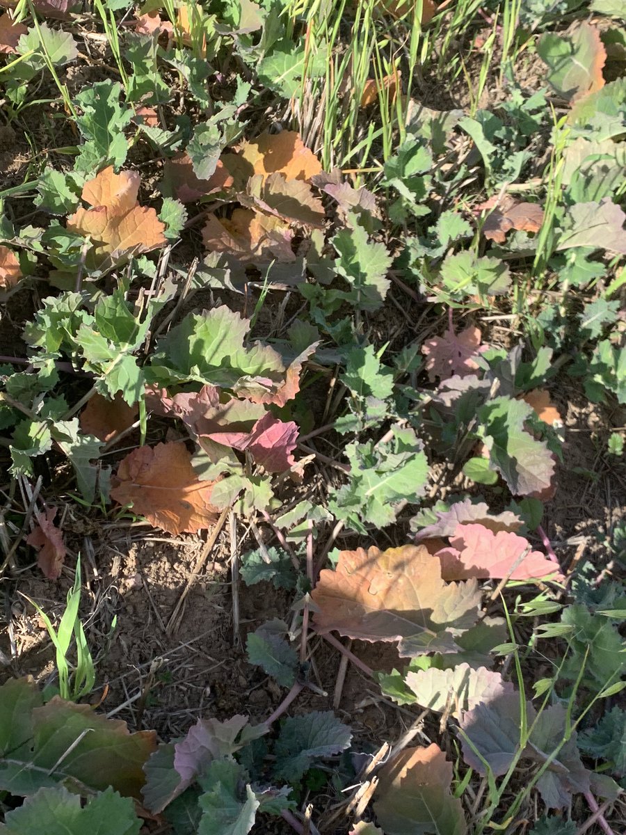 Hyola 970 planted 30 Jan is lacking something. Deficiency symptoms showing up a month ago 50mm since start of April. What are people’s thoughts on what the problem is? <a href="/CaptainCanola/">Justin Kudnig</a> <a href="/ehilsdon/">Ed Hilsdon</a>