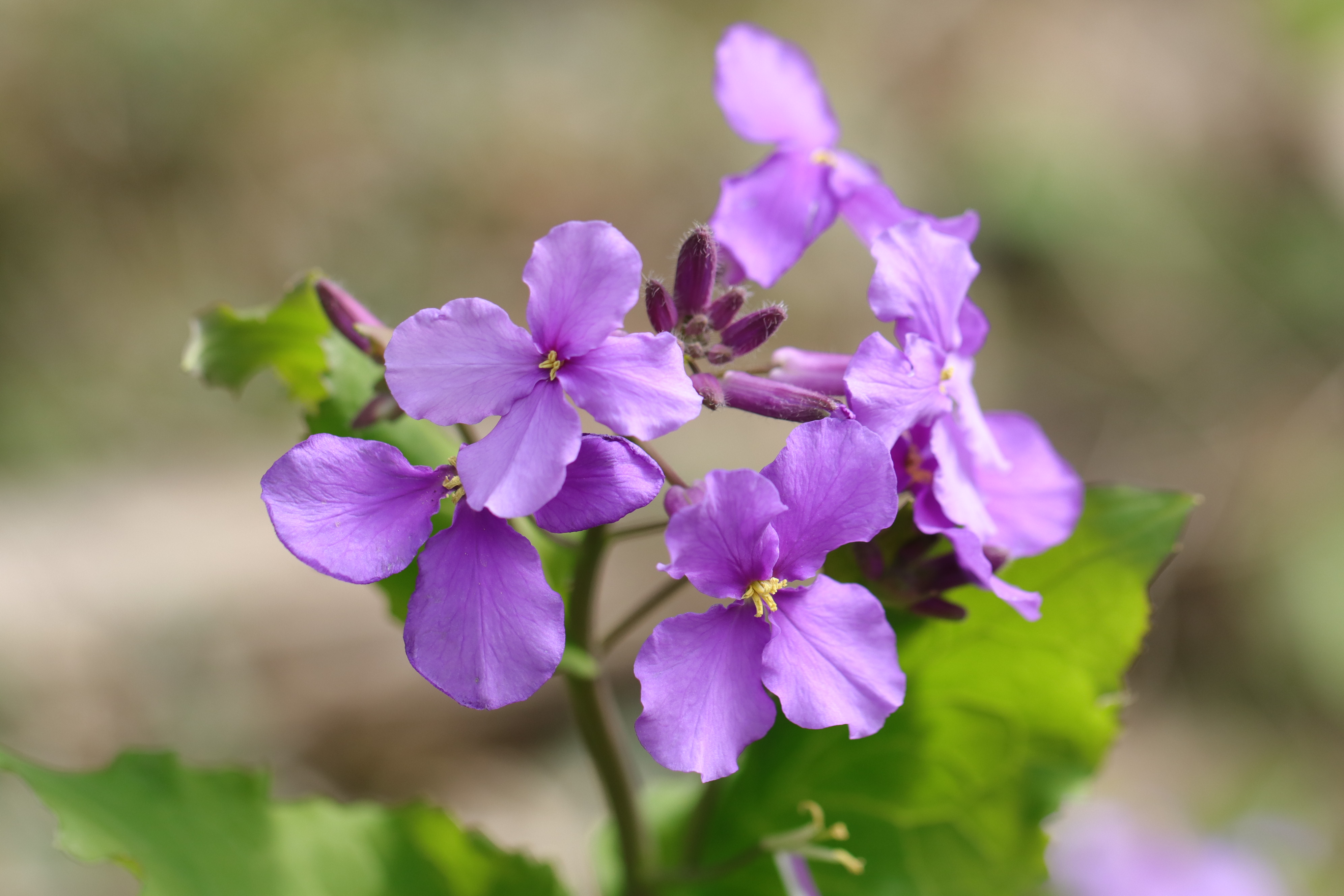 かずきち 道端の花に癒されます 写真好きな人と繋がりたい 写真撮ってる人と繋がりたい ハナダイコン 花大根 スミレ 菫 道端の花 野の花 T Co Umek4ptjon Twitter