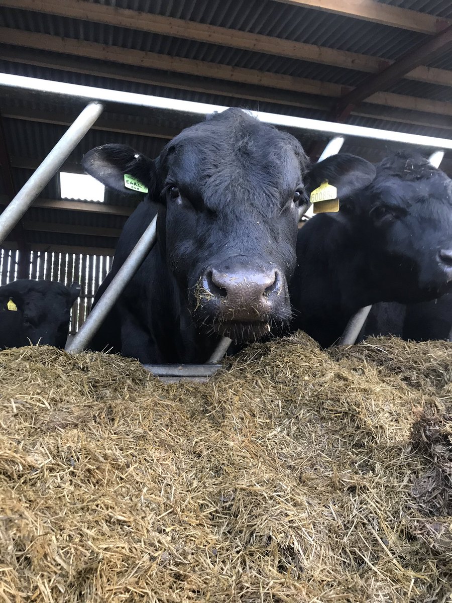 FarmKirkley's tweet photo. Earl, our youngest Angus bull, enjoying his breakfast after going in with the heifers🐮 https://t.co/ZCBL5UyDRf