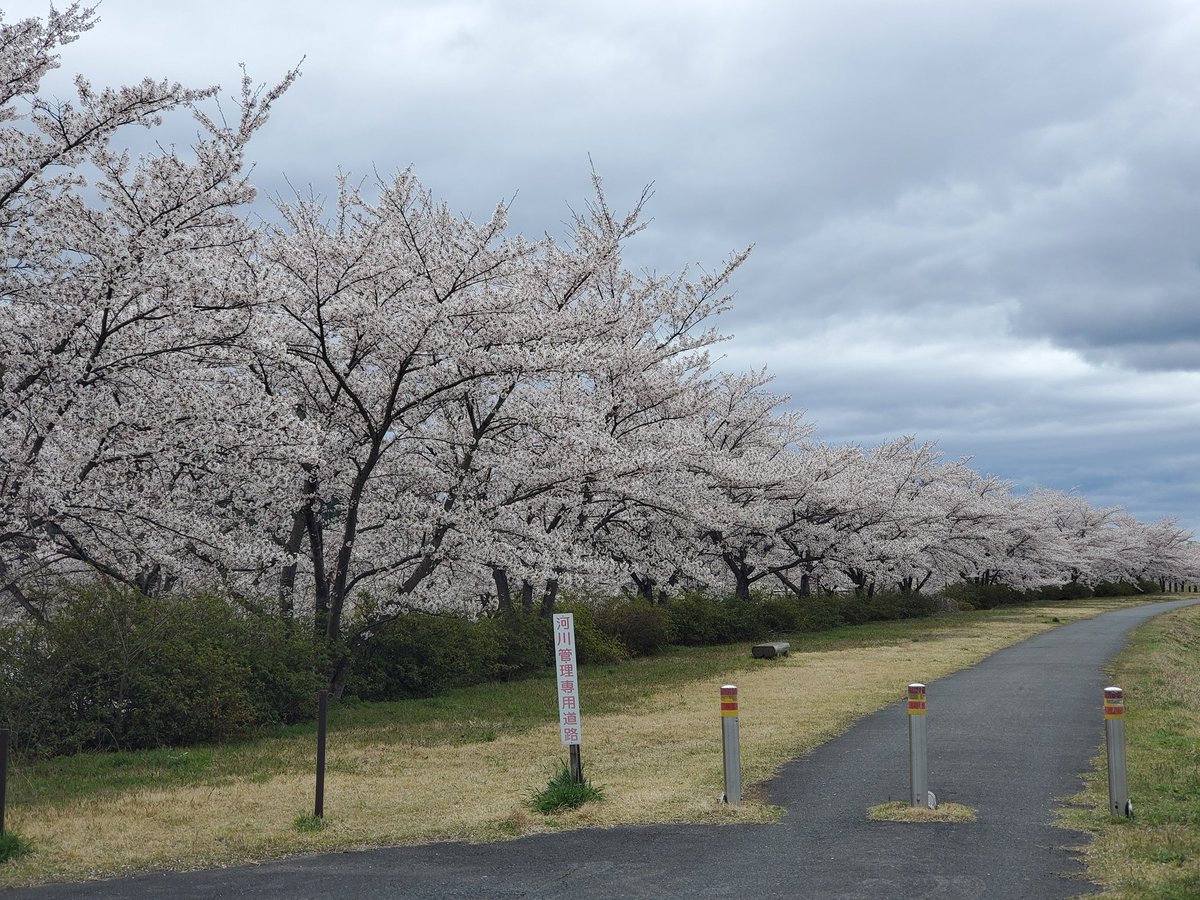 最上川堤防千本桜