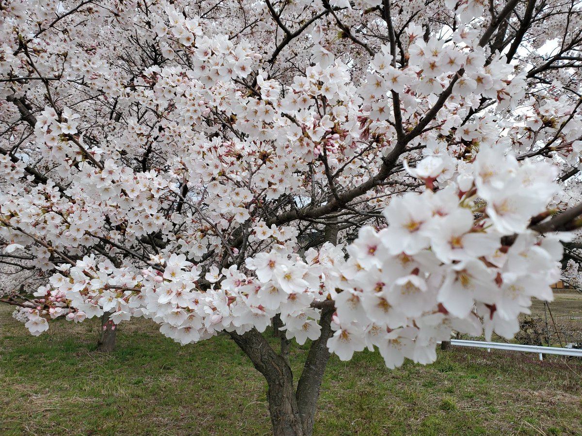 最上川堤防千本桜