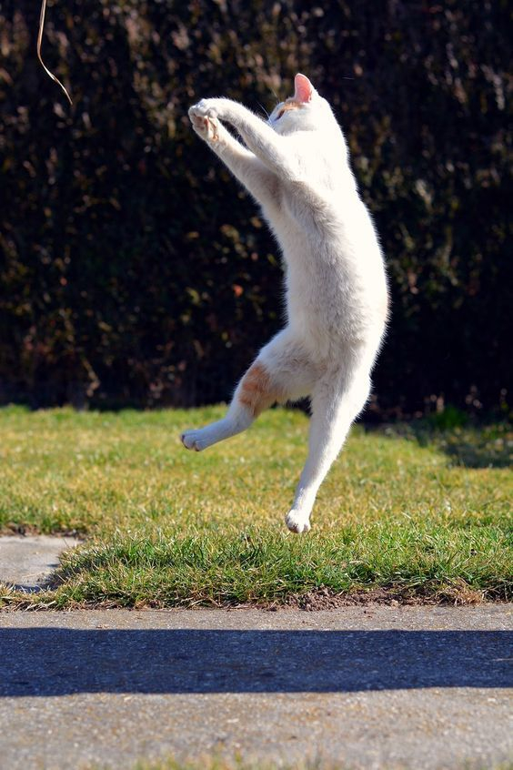CatVideoGram's tweet photo. #catvideogram #funnycats #cutecats #cats #catsofinstagram #catsofworld #catslover #catselfie #catsoftheday #catsrule #catsfollowers #catsanddogs #catsdaily #catsworld #catsloversworld #catslove #kitty #kittycat #kittylove #kittygram #kittys #kittycats #kittylover https://t.co/j6BCgN0ldU