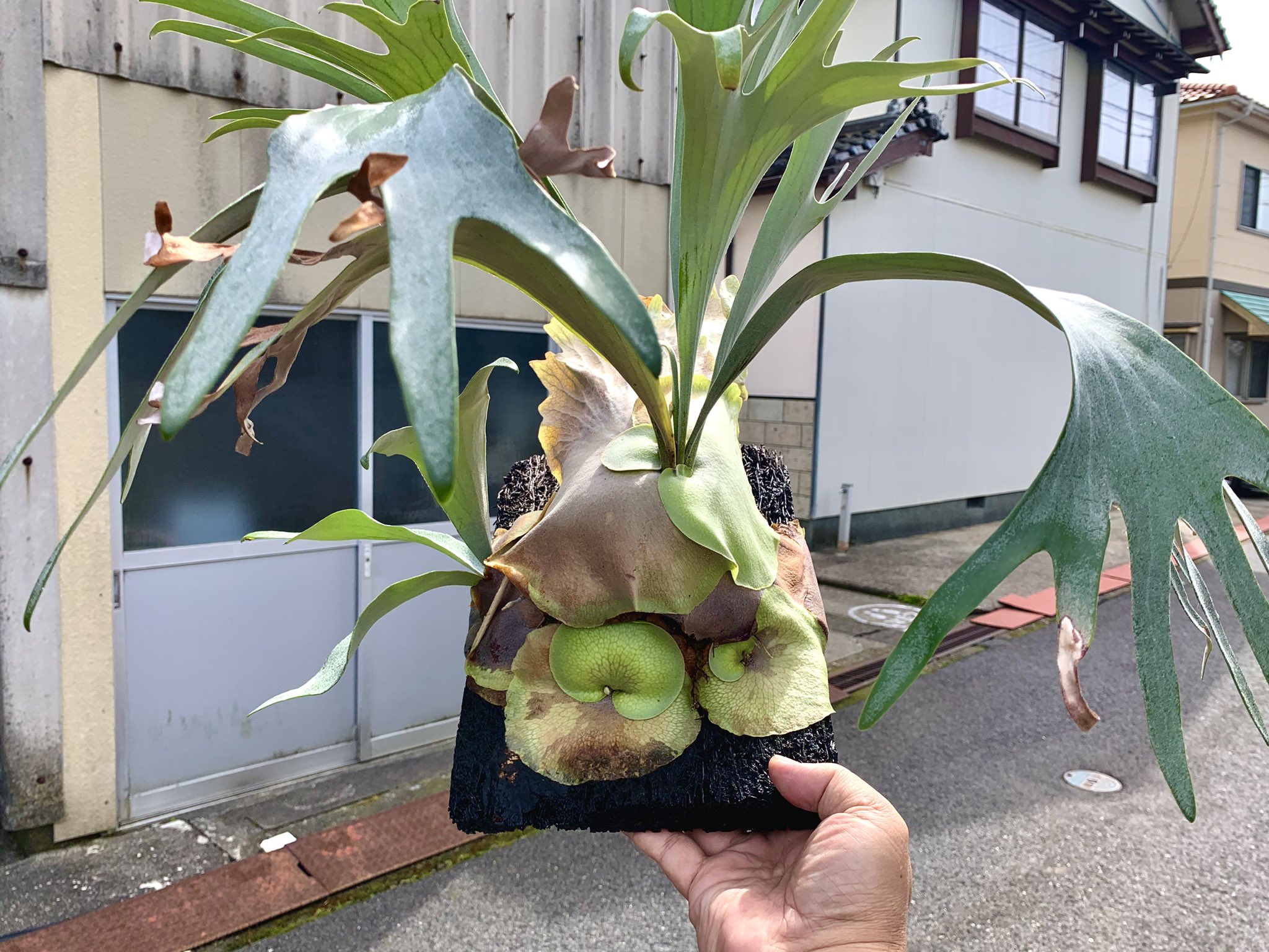 新作アイテム毎日更新 ビカクシダ ペガサス 子株 iauoe.edu.ng