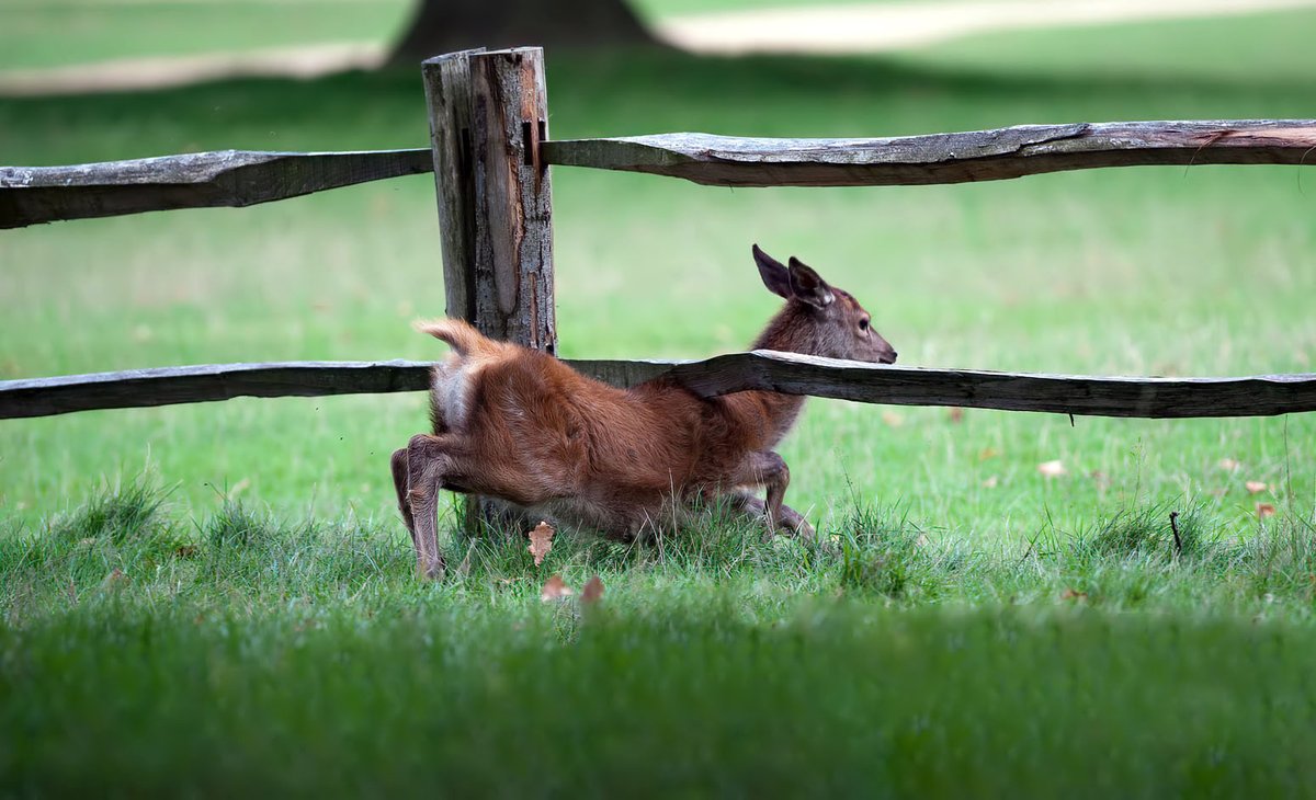 Photographer tweet media