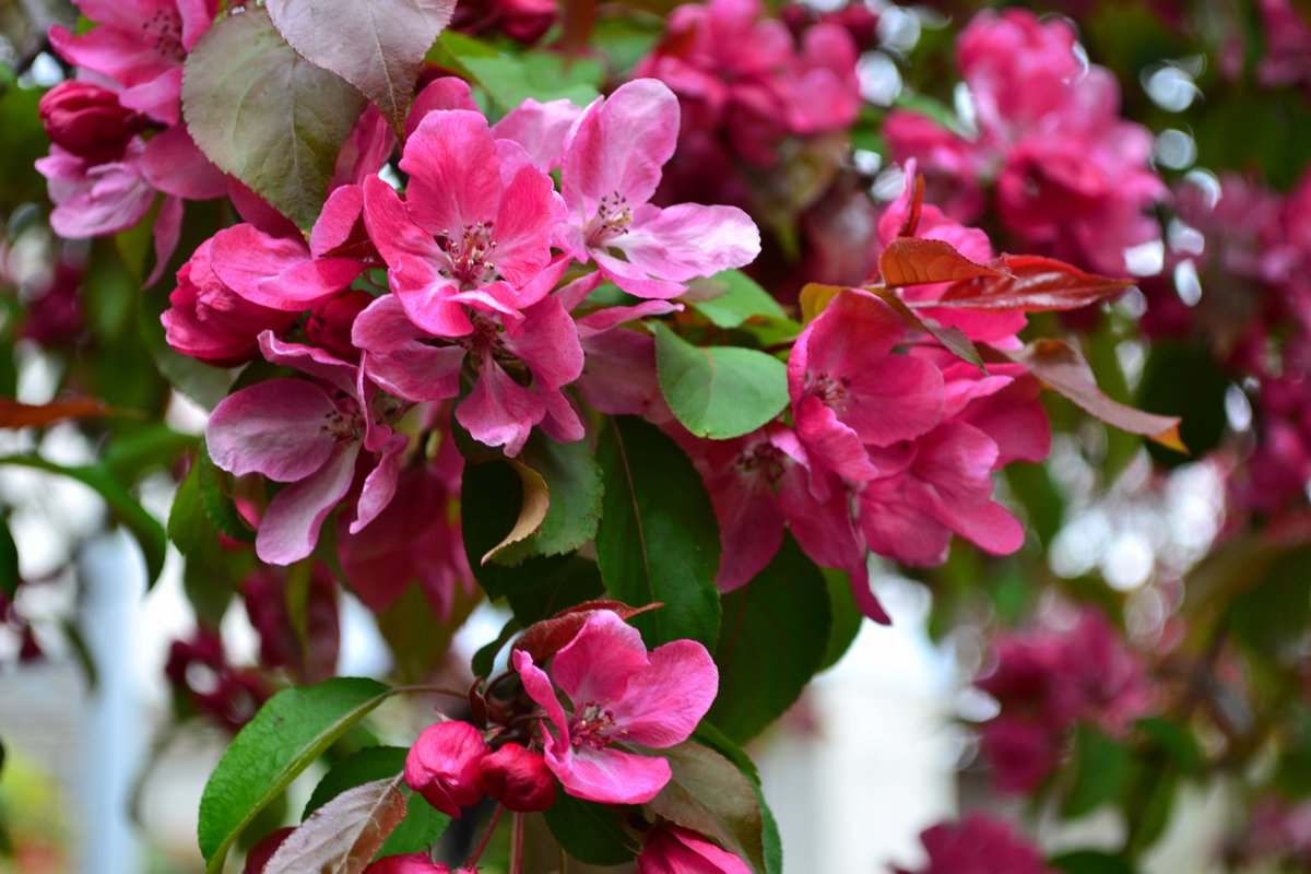 Hannah_Hannes's tweet photo. This morning I offer what I believe is a crab apple (malus Rudolph) and some pink valerian.
#Nature #SpringNatureDiary #Flowers https://t.co/b2SN1Rd5w1