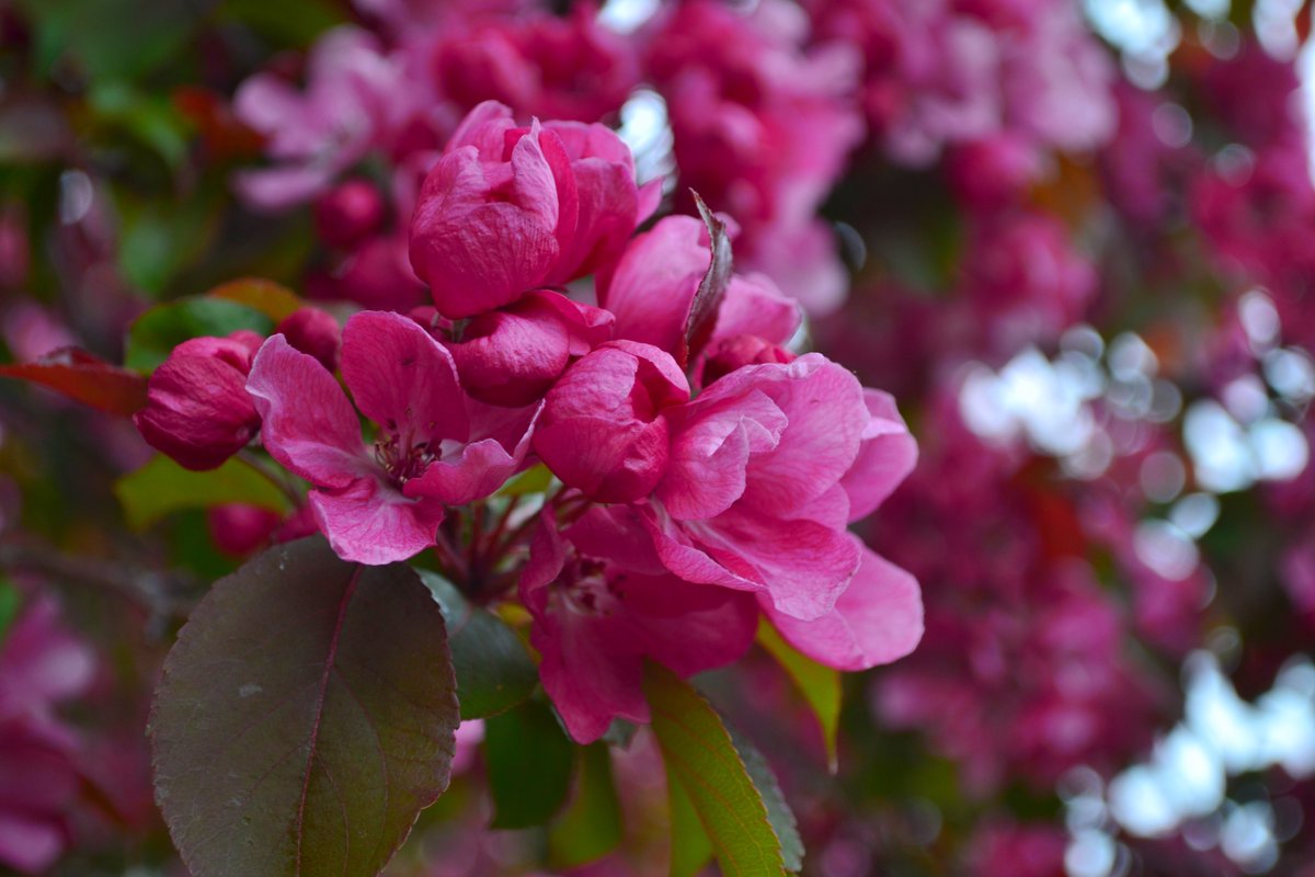 Hannah_Hannes's tweet photo. This morning I offer what I believe is a crab apple (malus Rudolph) and some pink valerian.
#Nature #SpringNatureDiary #Flowers https://t.co/b2SN1Rd5w1