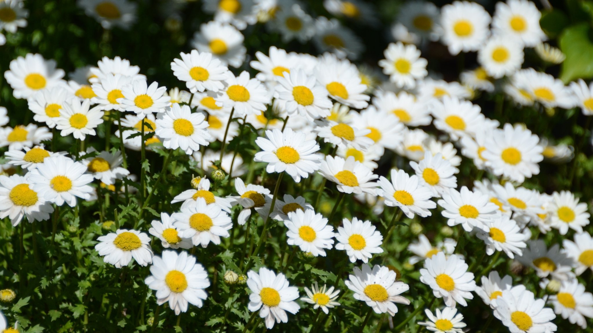 Minimarguerite Twitter Search Twitter