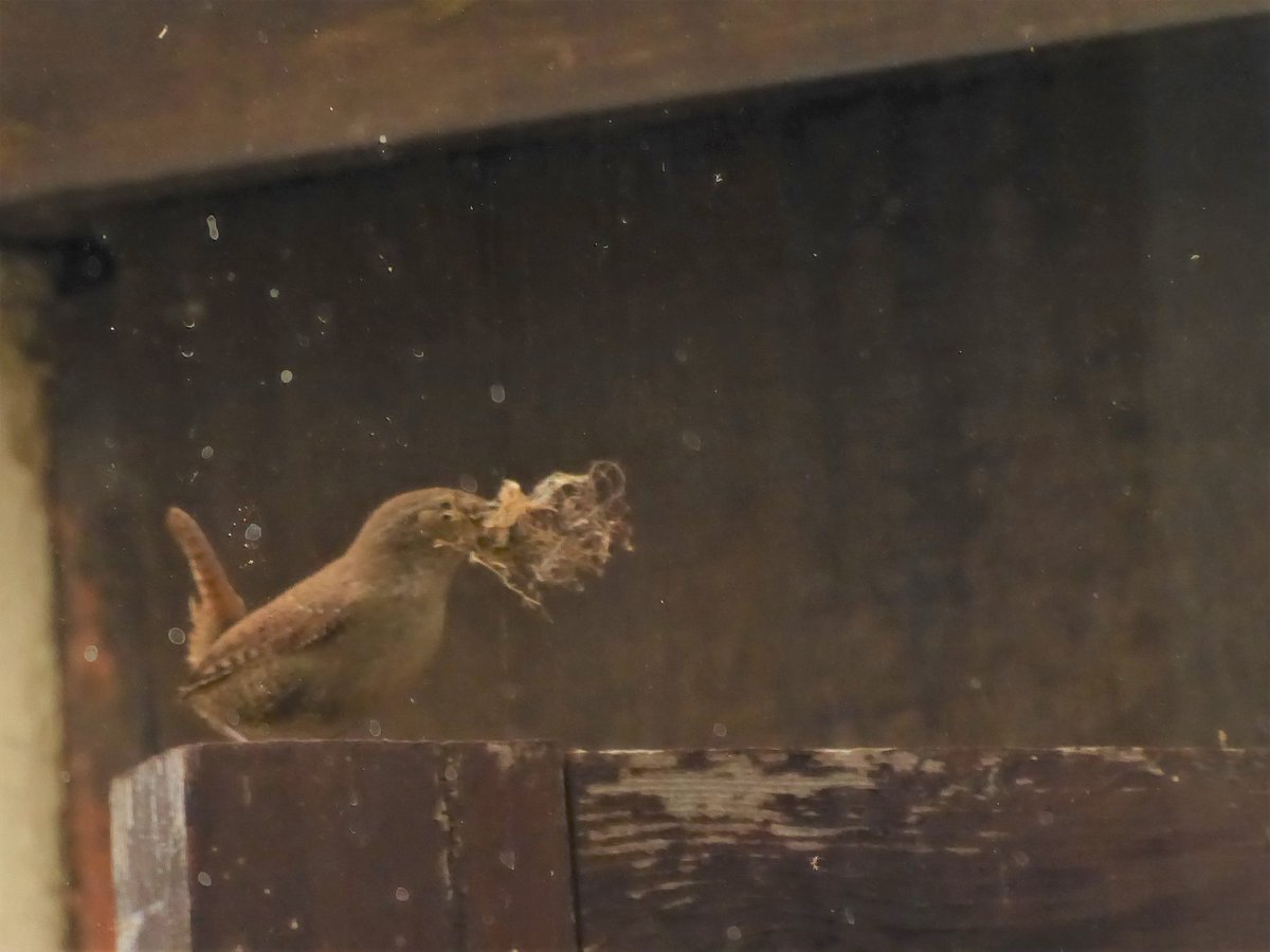 Taken through the kitchen window - building a nest under the overhang above the garage door...