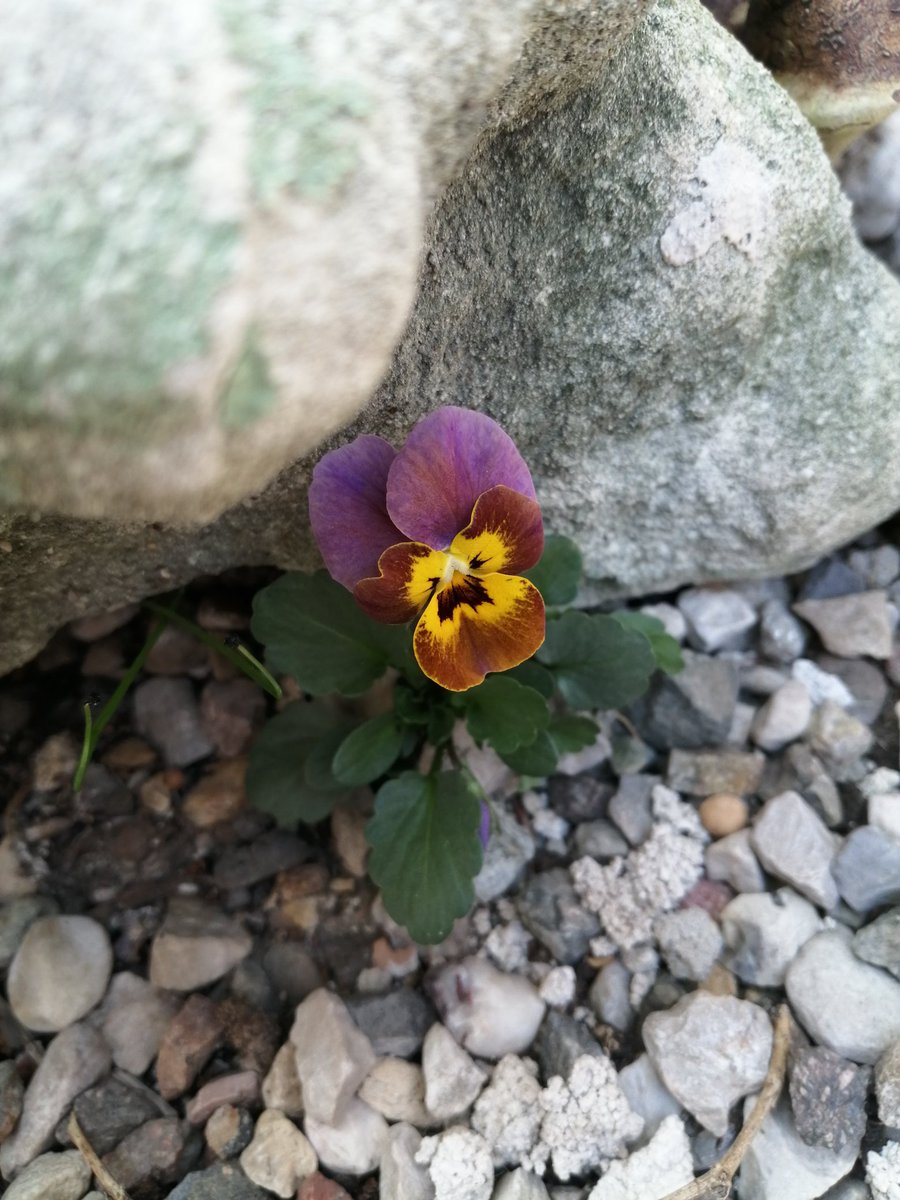 Mami43977485's tweet photo. Il fiore che sboccia nelle
avversità è il più raro e il più
bello di tutti.
Walt Disney
Buona Domenica #19aprile
#VentagliDiParole
#ScrivoArte
📸Mia, mio giardino😍🌺��� https://t.co/bSFSkBdRDl