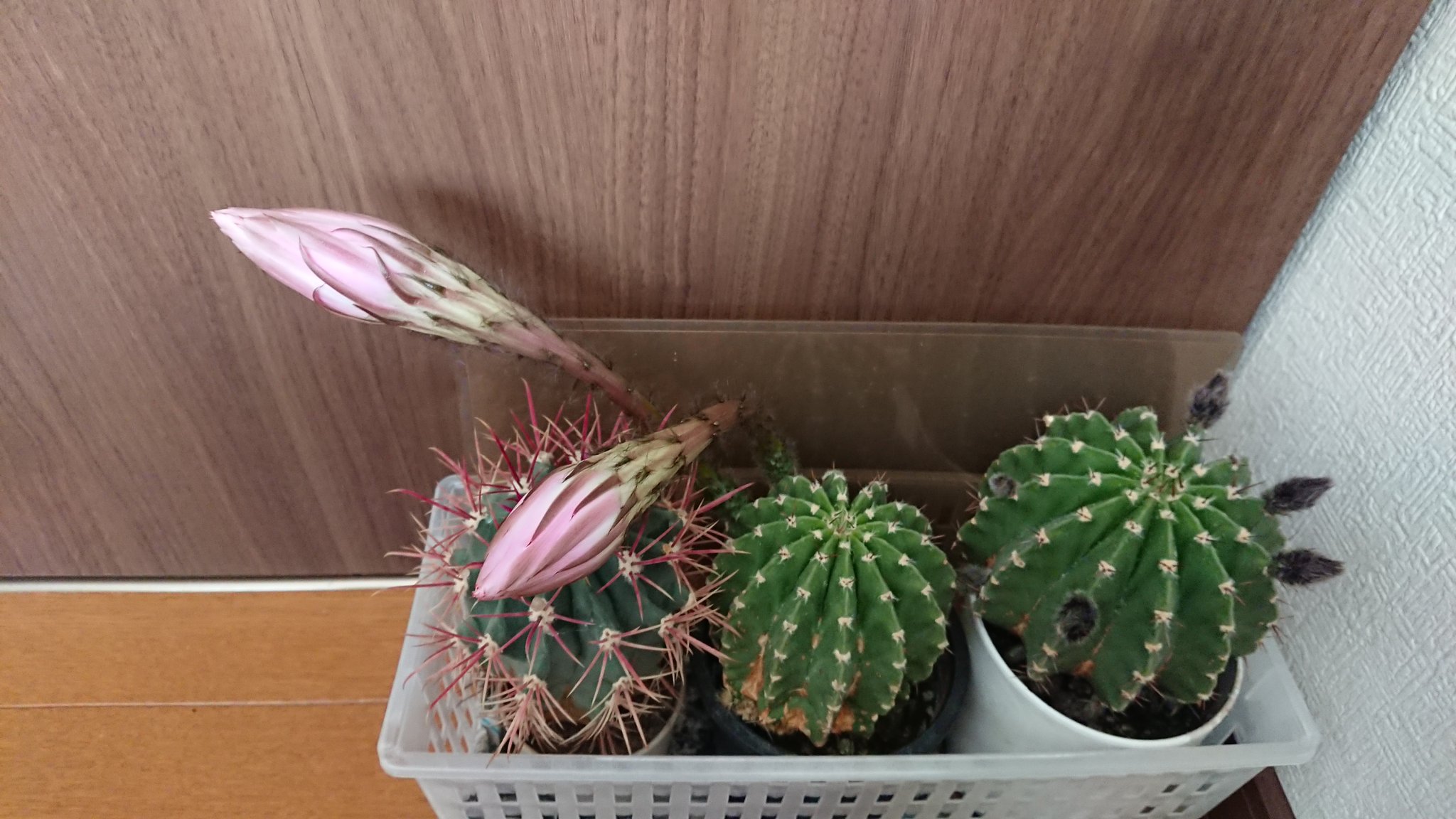 さぼにゃん サボタニ垢 気づいたらサボテンの花が蕾になってました 今夜か明日くらいに花が咲きそうです サボテンの花 サボテンの蕾 T Co Igttj0jbdt Twitter