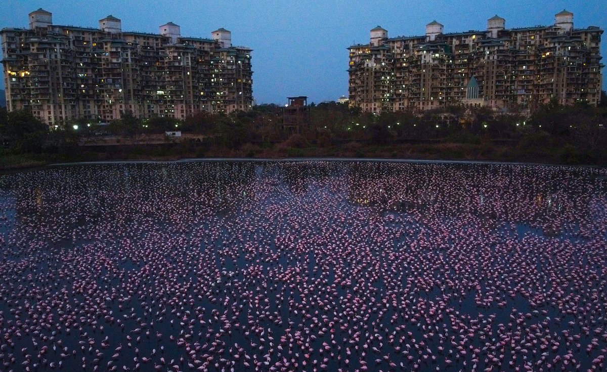 ParomaMukherjee's tweet photo. Look at these two stunning photographs of flamingos at the TS Chanakya wetlands in Navi Mumbai. Shot by the talented Pratik Chorge for @htTweets. The first image is on page one of the Hindustan Times Mumbai edition today. #birds #Mumbai #flamingos #wildlife #India #photography https://t.co/rrEosfVH0O