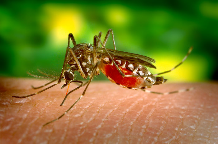costamedicteam's tweet photo. Learn about dengue fever:
https://t.co/0XT1PCE3CQ
#dengue #fever #aedes #mosquito #hemorrhagicfever #virus #tropics #mosquitovector #costamedic #infection https://t.co/CD4k7Sjtj8