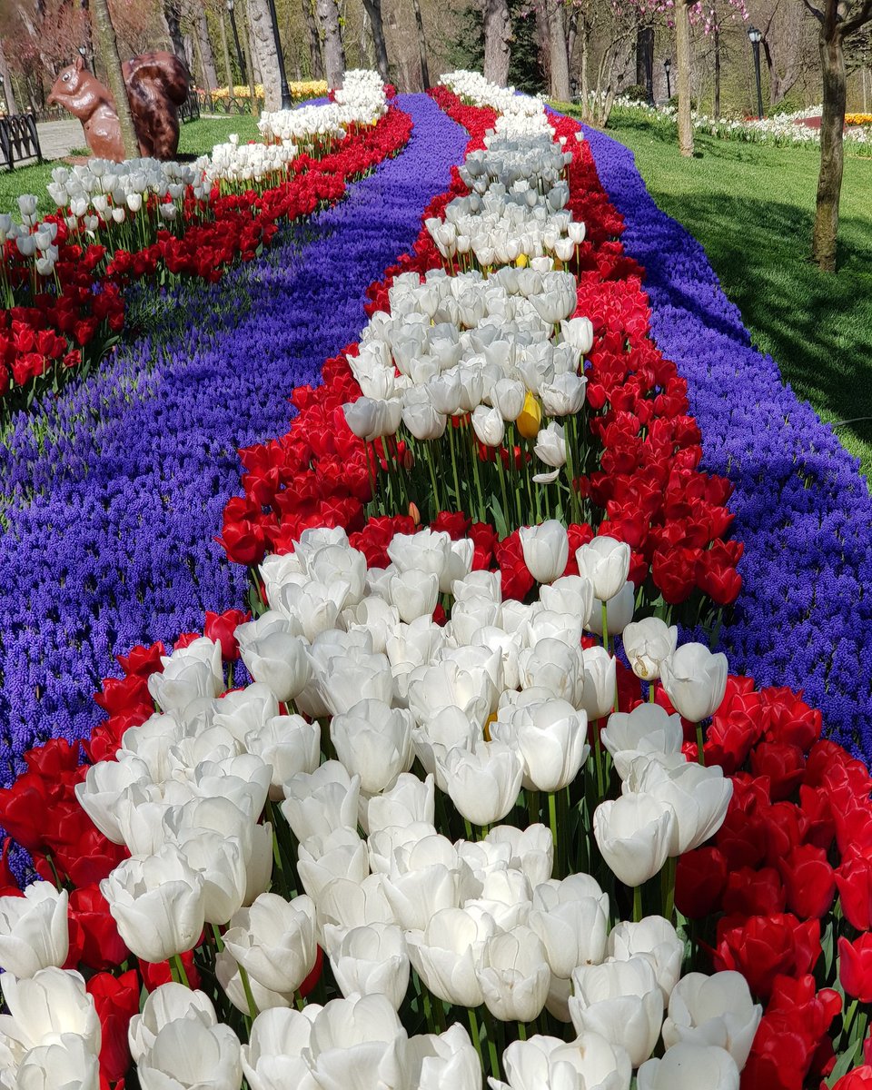 Nisan 2020
#emirgan emirgankorusu #istanbul #lale #tulip #tulips