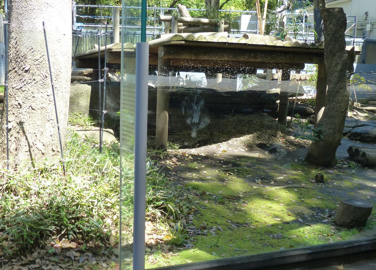 上野動物園 公式 お これは ガラスに注目 デイパン 臨時休園中 休園中の動物園水族館