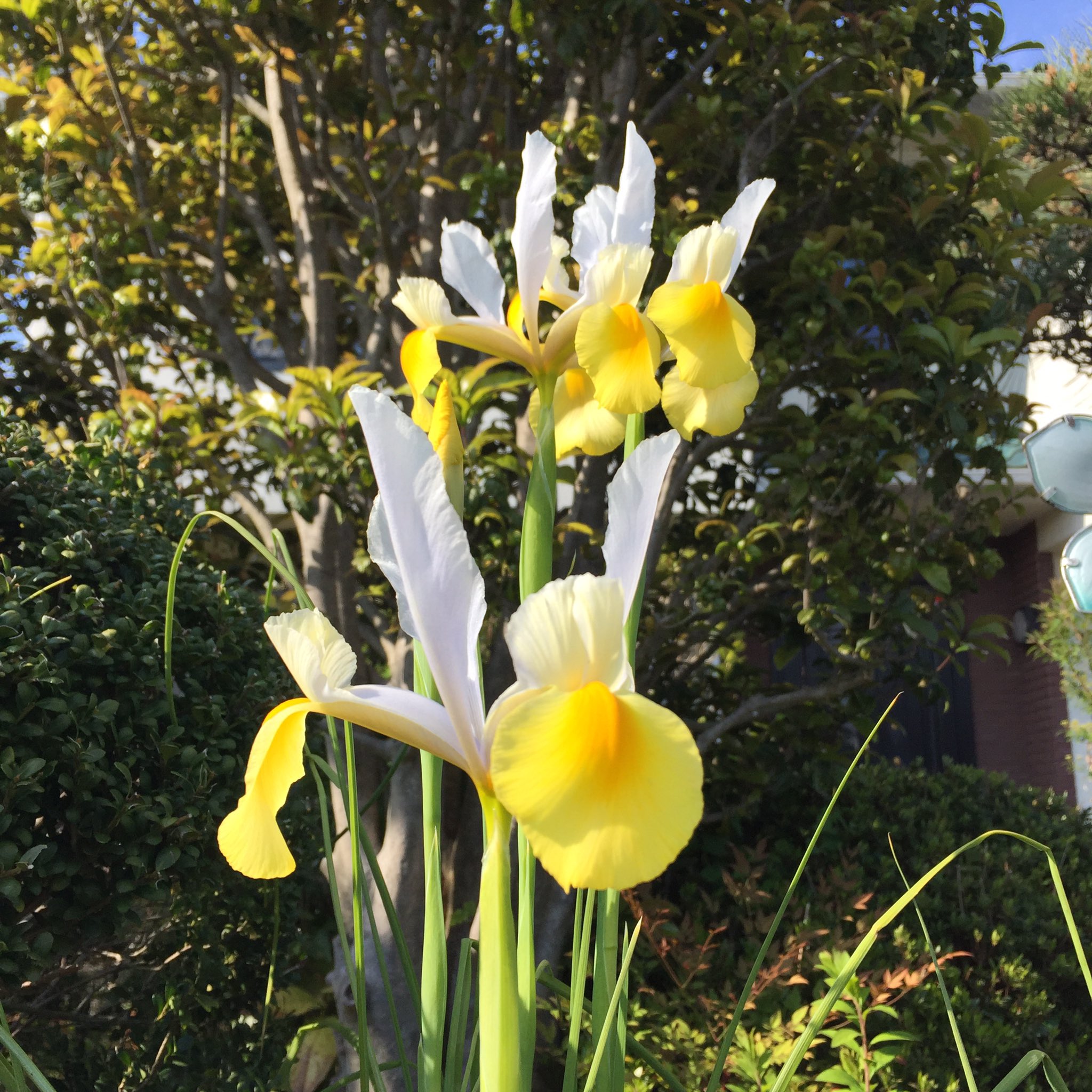 Masashi 白と黄色のアヤメ属の花 White And Yellow Iris Weisse Und Gelbe Schwertlilie アヤメ 白と黄色のアヤメ 花 春の花 花が好き 春 4月 晴れ 日差し Lris Schwertlilie Flower Blume Fleur Flora Spring Fruhling Springflowers