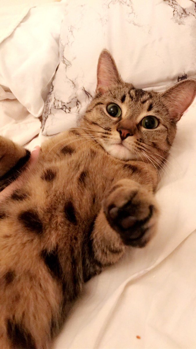 michcarella's tweet photo. Prettiest cat I’ve ever known 💕 https://t.co/cUYl658hpJ